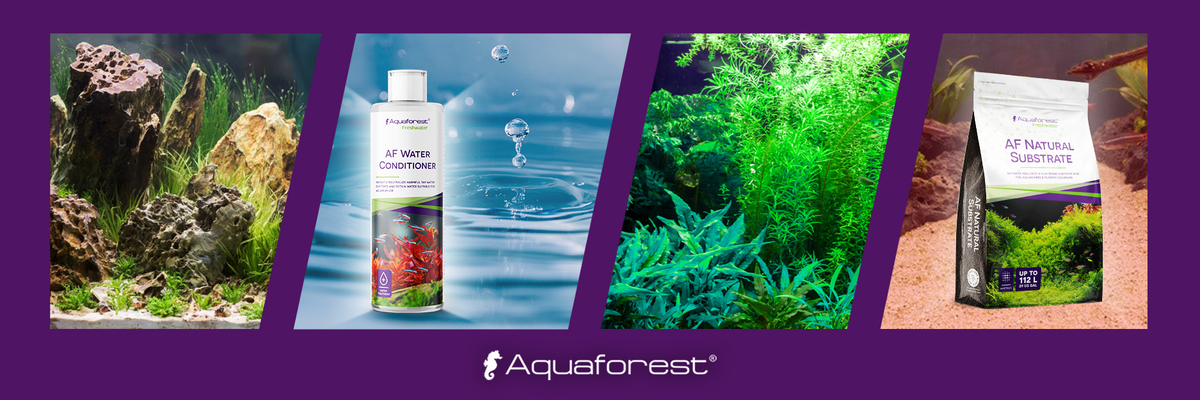 HOW TO LOWER pH IN AN AQUARIUM AND ITS IMPORTANCE