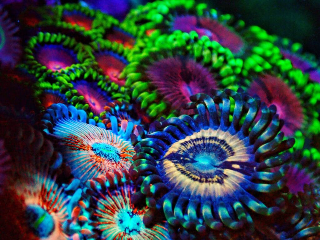 Types of corals in marine aquarium, in different colors