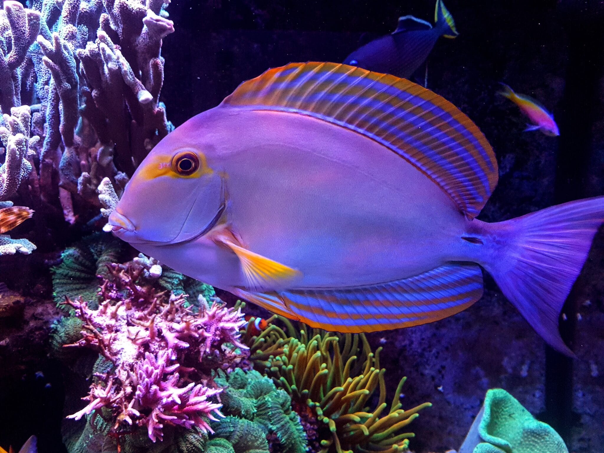 Ryba z akwarium morskiego