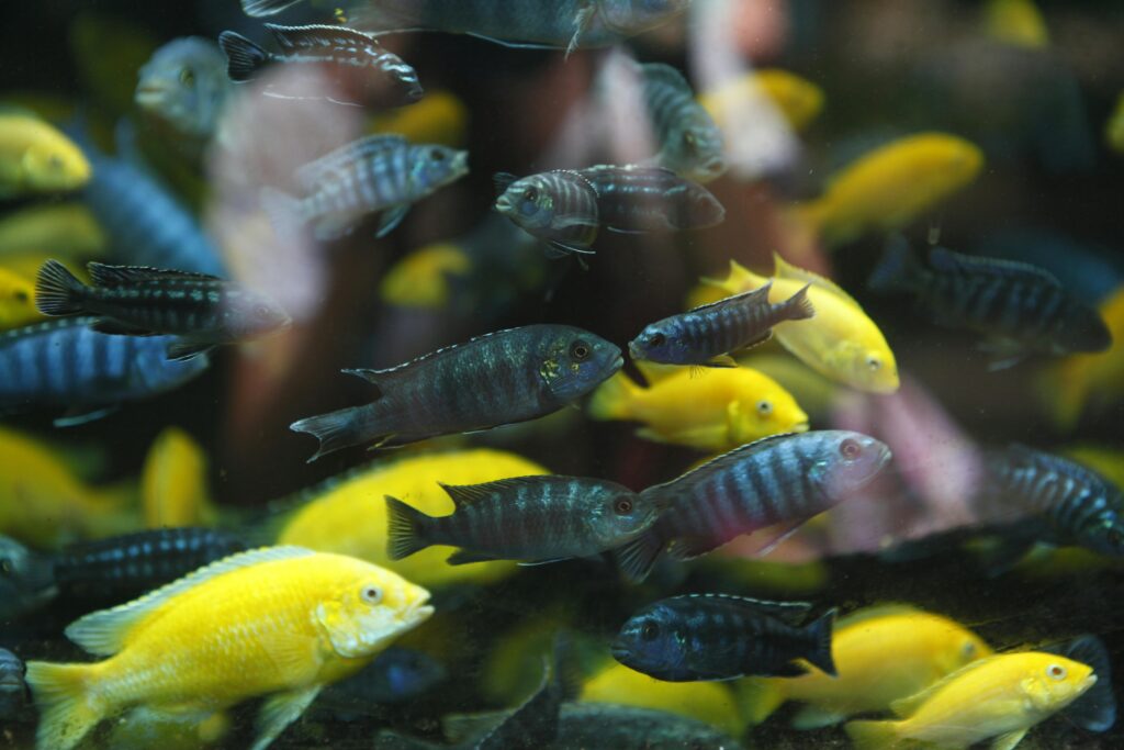 A school of Mbuna fish, the fish are yellow and black in color