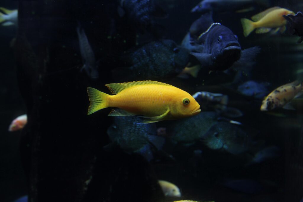 Mbuna Fish orange