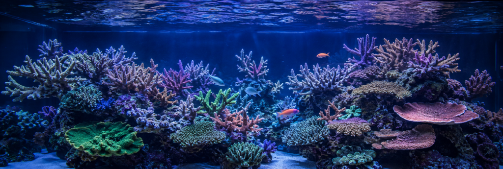 Panoramic SPS reef aquarium with colorful branching corals, reef rock, sand, and small marine fish under blue aquarium lighting.