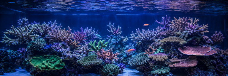 Panoramic SPS reef aquarium with colorful branching corals, reef rock, sand, and small marine fish under blue aquarium lighting.