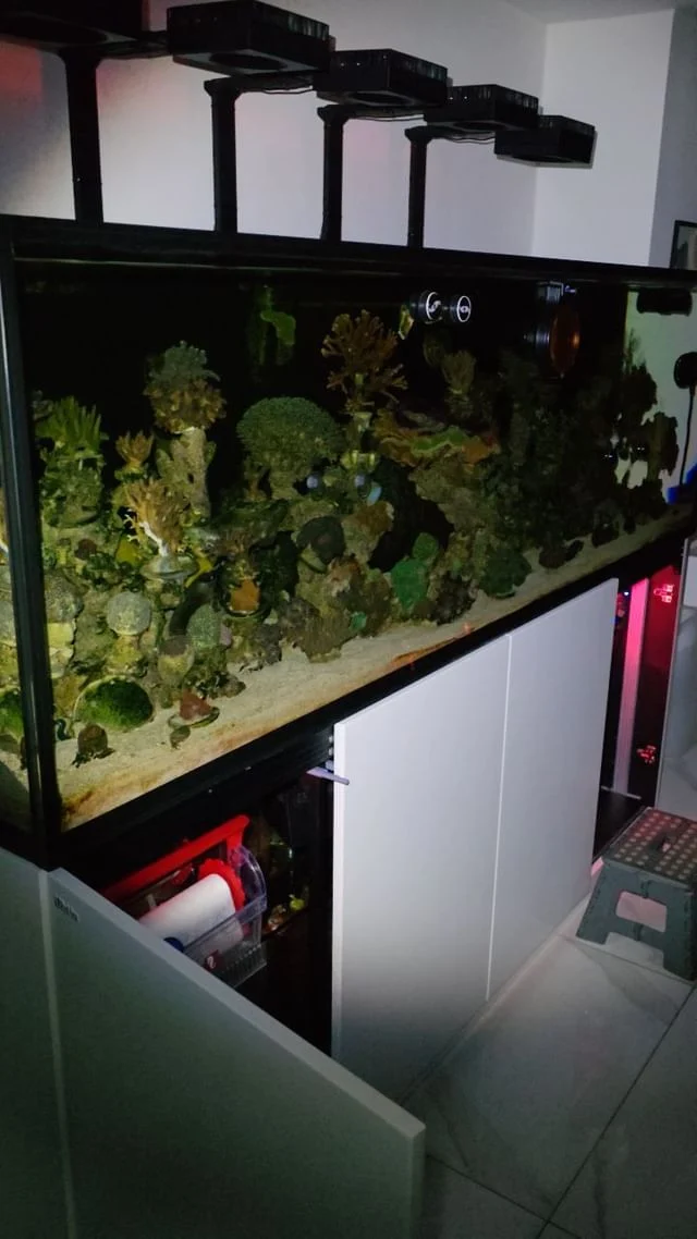 Welcome to the dark side. These are things we don't see on instagram. Night time video, you all know you have torches🔦 by the side of your tanks for the night scoping. 🤣🤣🤣
.
#happyreefing all
.
.
My Red Sea S1000 running Red Sea Equipment with Aquaforest recipe. 
.
S1000 and equipment redsea.aquatics
.
Dosing
Salt tropic_marin
.
Trace faunamarin
.
Balling aquaforest.eu
.
.
.

#redsea #aquaforest #reefoftheday #reeftank #marinereef #reefporn #reef2reef #allmoneygoestocoral #anemone #marinetank #aquarium #aquariumhobby #marinefish #coralreef #indonesianreefers #coralporn  #coralgarden #reefaddicted #reefaquariums #clownfish  #reefbuilders #coral #marineaquarium #instareels #aquariumsofinstagram #fyp