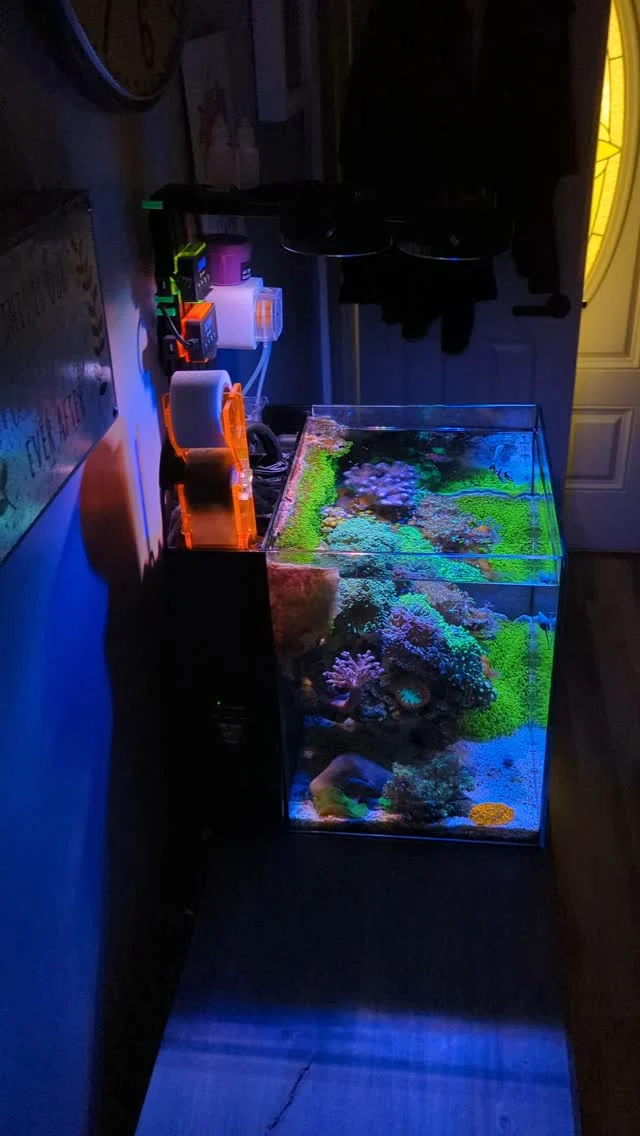 This was supposed to go out this morning but Instagram glitched 🥴

 Happy REEFING WEDNESDAY 🪸☀️ take two ✌🏼🎬

What weekend reefing plans are you looking forward to? 👨🏼‍🔬🔬 

#picoreef #reeftanks #reefaquariums #aquariums #reefhub #aquariumhobby #coralreef #reefing  #aquascape #reefers #fish #tropical #clownfish #acro #trending #waterboxaquariums #reef #reeftank #aiprime #aquaillumination #staysalty #livingroomdecor #reefaholiks #meerwasser #flippercleaner #growth  #waterbox20 #waterbox10 #illumagic #dalua