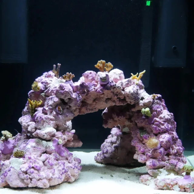 Tag 2 im Mini Riff🥰

#aquarium #aquascape #aquariumhobby #reef #reefaquarium #aquascaping #water #lps  #sps #saltwateraquarium #saltwaterfish #saltwater #hobby #salzwasseraquarium #Design #architecture #ocean #coralreef #coral #aquariumfish #meerwasseraquarium #naturephotography #nature #fish #fishtank #hobby #fish  #nanoreef #newcoral