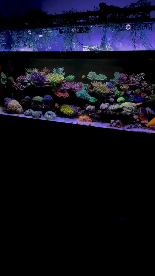 Beautiful tank! 😍💜
🎥: @semar_reefer
#poweredbyaquaforest #aquaforest #corals #reeflife #reeftank #reefer #saltwateraquarium #marineaquarium #coralreef #coralporn #reefaddict #reefcommunity #saltwatertank #aquariumhobby #reefaquarium #reefkeeping