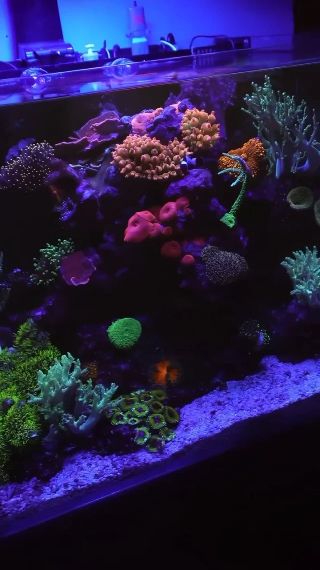 Powered and colored by Aquaforest 💜
🎥: @somdtanks
#poweredbyaquaforest #aquaforest #corals #reeflife #reeftank #reefer #saltwateraquarium #marineaquarium #coralreef #coralporn #reefaddict #reefcommunity #saltwatertank #aquariumhobby #reefaquarium #reefkeeping
