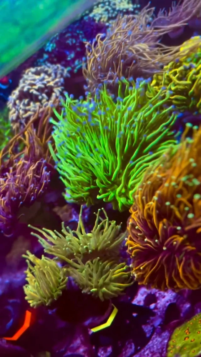 💜 #poweredbyaquaforest
🎥: @reef_operator
#aquaforest #corals #reeflife #reeftank #reefer #saltwateraquarium #marineaquarium #coralreef #coralporn #reefaddict #reefcommunity #saltwatertank #aquariumhobby #reefaquarium #reefkeeping