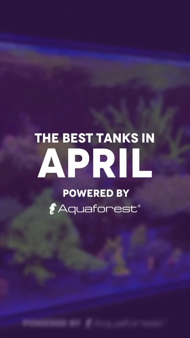 Tank of the Month – Help us pick the best! 🏆
We’ve selected four incredible tanks from April. Now it’s your turn to help us pick the best one!
Head to the poll under this reel and pick the tank you like the most. 💜
🤔 How does the contest work?
-Each month, we choose four tanks that stand out the most. ✨
-The community votes, and the tank with the most votes will be crowned „Tank of the Month.”
-At the end of the year, all 12 monthly winners will compete for the title of „Tank of the Year 2025.”
🎁 Monthly Prize:
- Power Elixir 1L
- Liquid Foods Pack
- Plankton elixir
- Liquid Rotifers
- Polyp-up
- Easy Gloss
🏆 Check the full prize list of „Tank of the Year 2025” in the contest rules. (P.S. one of the prizes includes a year’s supply of salt!)
Want your tank to have a chance to be featured in the next month’s selection?
✅ Post a reel of your Aquaforest-powered tank
✅ Add the hashtag #aftankofthemonth and #poweredbyaquaforest
✅ Comment „Joining!” under this post.
🗓️ Voting time for the April contest: May 19th to May 30th
Votes are counted from both Instagram and Facebook. We’ll announce the winner on May 31st in our stories.
The winners of Tank of the Month have a chance to win the main prizes in the Tank of the Year 2025 contest! 🏆
Which tank will win this month? Cast your vote below! 💜
📋 Contest Rules in our BIO.
