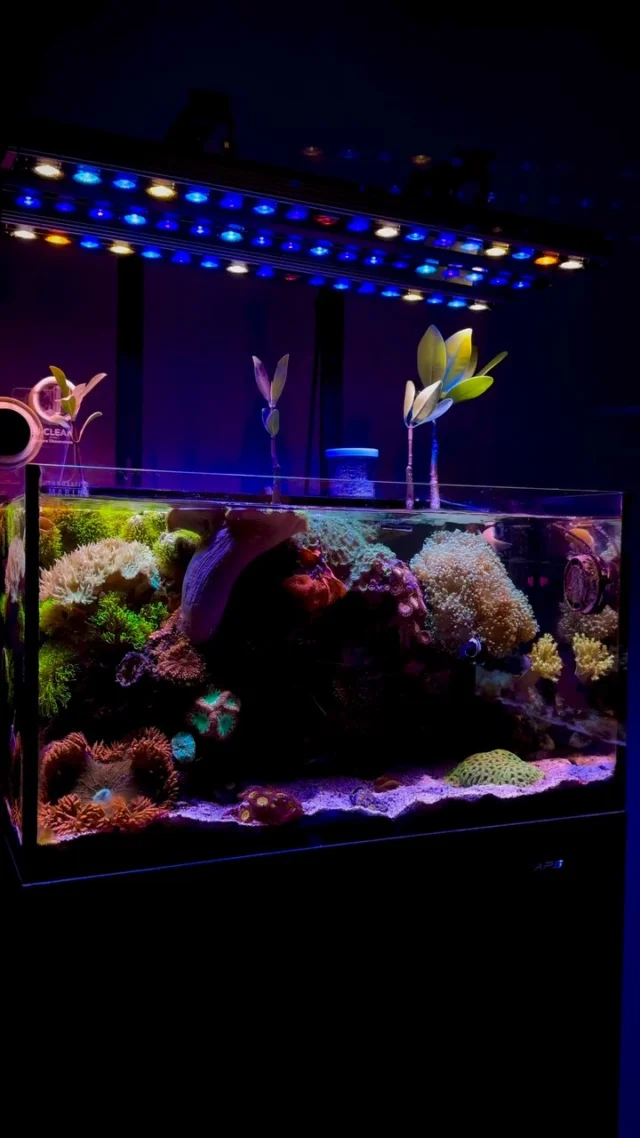 Beautiful! 💜

🎥: @reef.dood

#poweredbyaquaforest #aquaforest #corals #reeflife #reeftank #reefer #saltwateraquarium #marineaquarium #coralreef #coralporn #reefaddict #reefcommunity #saltwatertank #aquariumhobby #reefaquarium #reefkeeping