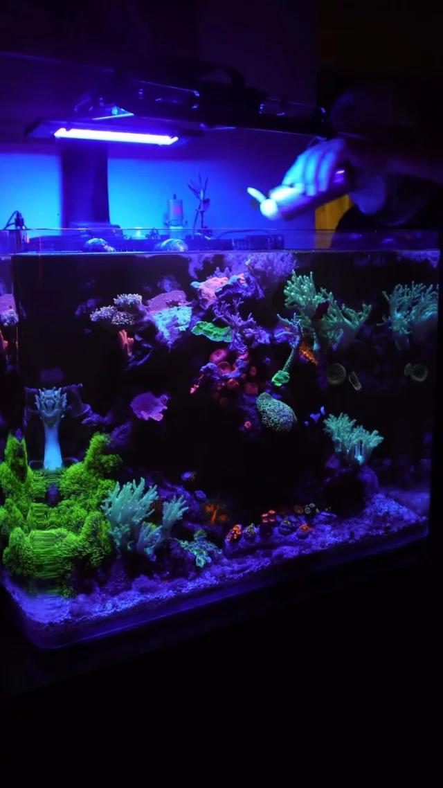 💜 #poweredbyaquaforest

🎥: @somdtanks

#aquaforest #corals #reeflife #reeftank #reefer #saltwateraquarium #marineaquarium #coralreef #coralporn #reefaddict #reefcommunity #saltwatertank #aquariumhobby #reefaquarium #reefkeeping
