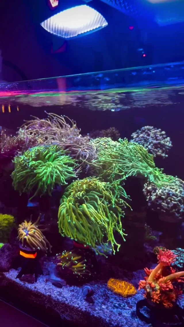 Amazing corals! 💜

🎥: @reef_operator

#poweredbyaquaforest #aquaforest #corals #reeflife #reeftank #reefer #saltwateraquarium #marineaquarium #coralreef #coralporn #reefaddict #reefcommunity #saltwatertank #aquariumhobby #reefaquarium #reefkeeping