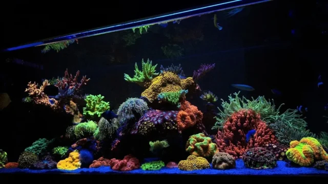 Beautiful reef powered by Aquaforest 💜

📸: @rodrigocuerba

#poweredbyaquaforest #aquaforest #corals #reeflife #reeftank #reefer #saltwateraquarium #marineaquarium #coralreef #coralporn #reefaddict #reefcommunity #saltwatertank #aquariumhobby #reefaquarium #reefkeeping