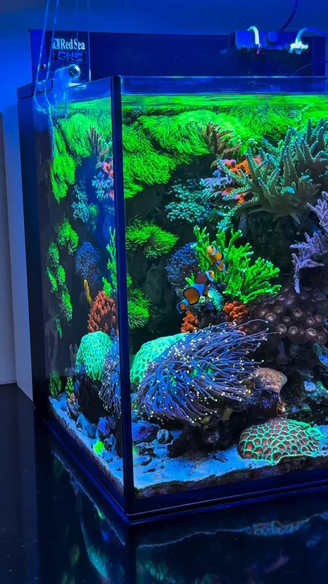 Awesome mixed reef tank! 😍

🎥: @reefluo

#poweredbyaquaforest #aquaforest #corals #reeflife #reeftank #reefer #saltwateraquarium #marineaquarium #coralreef #coralporn #reefaddict #reefcommunity #saltwatertank #aquariumhobby #reefaquarium #reefkeeping #reefbuilders