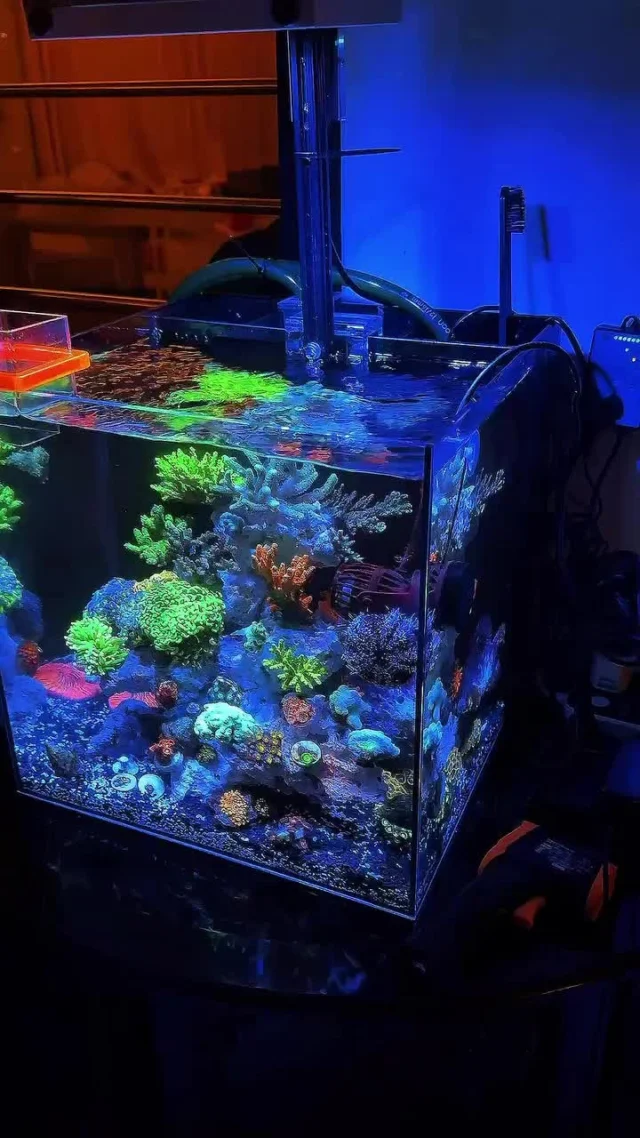 Fantastic nano tank! 💜

🎥: @m_reefs.0168

#poweredbyaquaforest #aquaforest #corals #reeflife #reeftank #reefer #saltwateraquarium #marineaquarium #coralreef #coralporn #reefaddict #reefcommunity #saltwatertank #aquariumhobby #reefaquarium #reefkeeping
