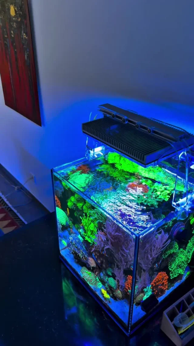 Impressing nano tank! 💜

🎥: @reefluo

#poweredbyaquaforest #aquaforest #corals #reeflife #reeftank #reefer #saltwateraquarium #marineaquarium #coralreef #coralporn #reefaddict #reefcommunity #saltwatertank #aquariumhobby #reefaquarium #reefkeeping
