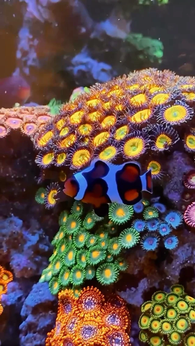 Incredible view! 🤩

🎥: @operationreeftherapy

#aquaforest #corals #reeflife #reeftank #reefer #saltwateraquarium #marineaquarium #coralreef #coralporn #reefaddict #reefcommunity #saltwatertank #aquariumhobby #reefaquarium #reefkeeping