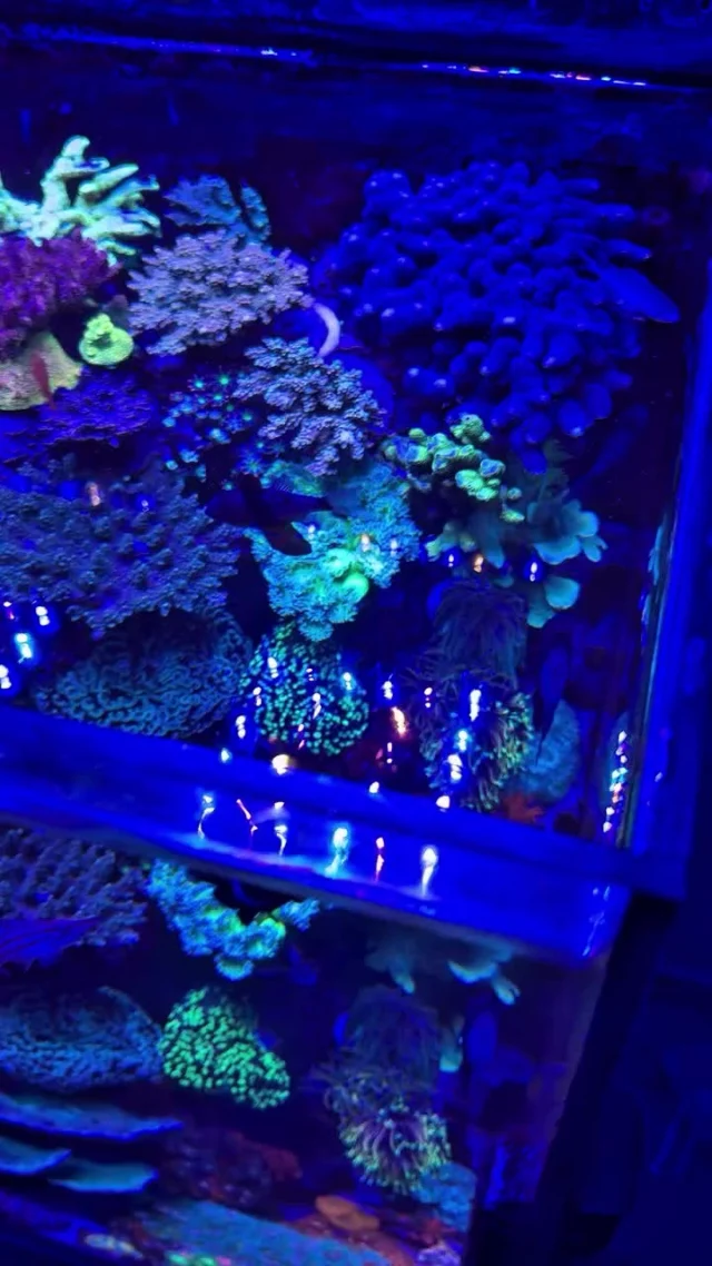 Mesmerizing corals! 💜

🎥: @arie_idaho_reef

#poweredbyaquaforest #aquaforest #corals #reeflife #reeftank #reefer #saltwateraquarium #marineaquarium #coralreef #coralporn #reefaddict #reefcommunity #saltwatertank #aquariumhobby #reefaquarium #reefkeeping