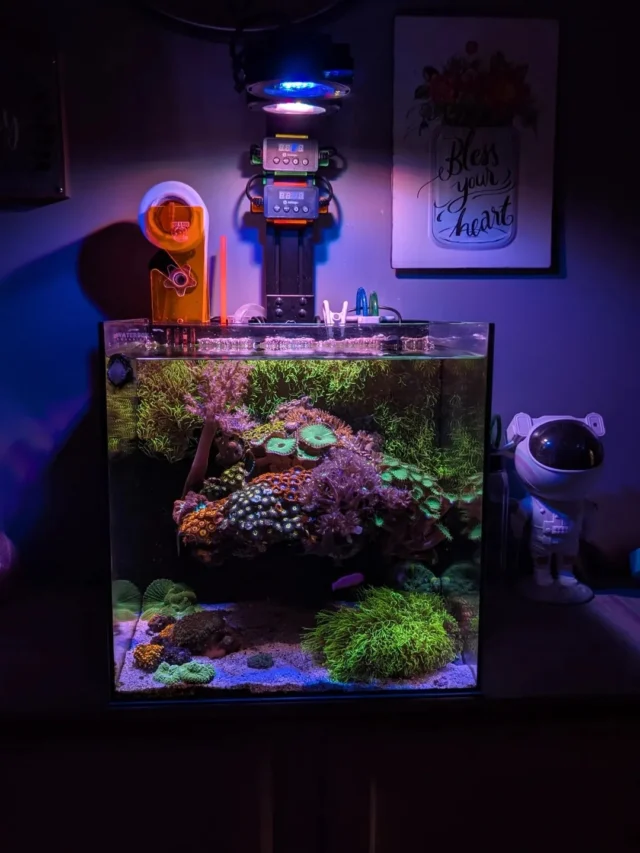 Stunning tank powered by Aquaforest! 💜

📸: @mk_reefs

#aquaforest #corals #reeflife #reeftank #reefer #saltwateraquarium #marineaquarium #coralreef #coralporn #reefaddict #reefcommunity #saltwatertank #aquariumhobby #reefaquarium #reefkeeping