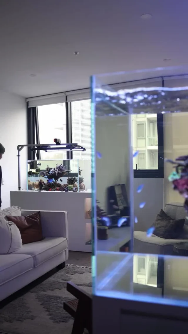 Nothing relaxes more than the view of such a beautiful tank! 🥰💜

🎥: @sydneyreefing

#poweredbyaquaforest #aquaforest #corals #reeflife #reeftank #reefer #saltwateraquarium #marineaquarium #coralreef #coralporn #reefaddict #reefcommunity #saltwatertank #aquariumhobby #reefaquarium #reefkeeping