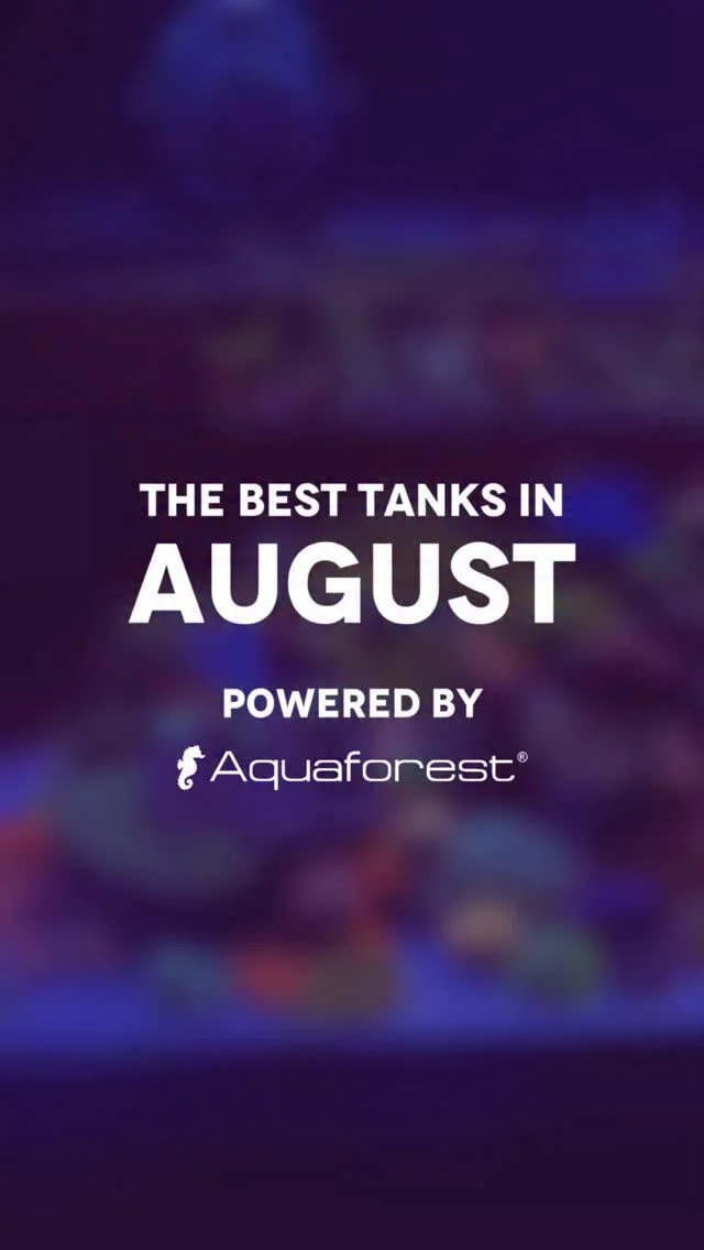 Tank of the Month – Help us pick the best! 🏆
We’ve selected four incredible tanks from August. Now it’s your turn to help us pick the best one!

Head to the poll under this reel and pick the tank you like the most. 💜

🤔 How does the contest work?
-Each month, we choose four tanks that stand out the most. ✨
-The community votes, and the tank with the most votes will be crowned „Tank of the Month.”
-At the end of the year, all 12 monthly winners will compete for the title of „Tank of the Year 2025.”

🎁 Monthly Prize:
- Power Elixir 1L
- Liquid Foods Pack
- Plankton elixir
- Liquid Rotifers
- Polyp-up
- Easy Gloss

🏆 Check the full prize list of „Tank of the Year 2025” in the contest rules. (P.S. one of the prizes includes a year’s supply of salt!)

Want your tank to have a chance to be featured in the next month’s selection?
✅ Post a reel of your Aquaforest-powered tank
✅ Add the hashtag #aftankofthemonth and #poweredbyaquaforest
✅ Comment „Joining!” under this post.

🗓️ Voting time for the August contest: September 23rd to September 30th.

Votes are counted from both Instagram and Facebook. We’ll announce the winner on October 1st in our stories.

The winners of Tank of the Month have a chance to win the main prizes in the Tank of the Year 2025 contest! 🏆

Which tank will win this month? Cast your vote below! 💜

📋 Contest Rules in our BIO.
