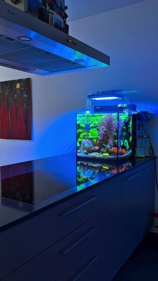 Wonderful tank powered by Aquaforest 🤩💜
🎥: @reefluo
#poweredbyaquaforest #aquaforest #corals #reeflife #reeftank #reefer #saltwateraquarium #marineaquarium #coralreef #coralporn #reefaddict #reefcommunity #saltwatertank #aquariumhobby #reefaquarium #reefkeeping