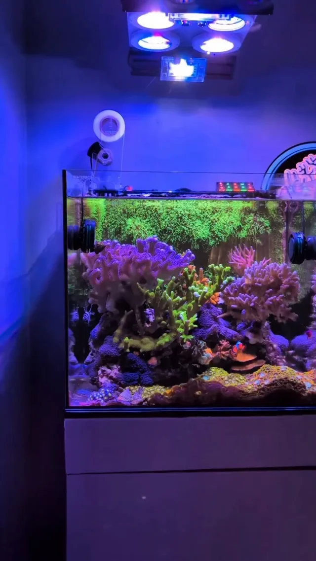 Beautiful nano tank! 💜

🎥: mk_reef

#poweredbyaquaforest #aquaforest #corals #reeflife #reeftank #reefer #saltwateraquarium #marineaquarium #coralreef #coralporn #reefaddict #reefcommunity #saltwatertank #aquariumhobby #reefaquarium #reefkeeping