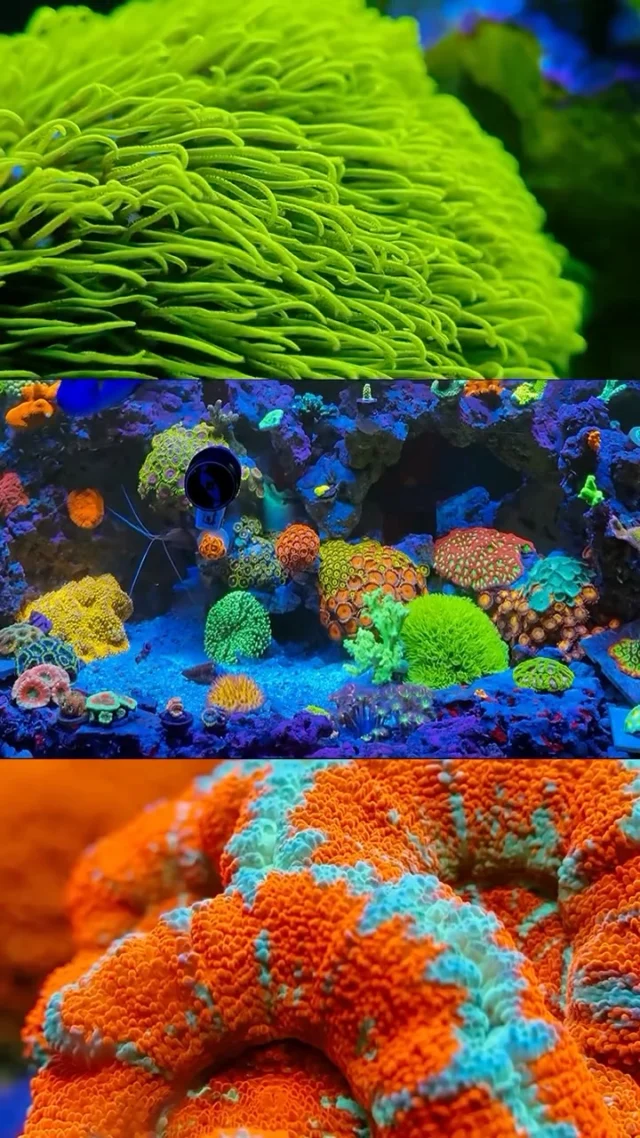 Gorgeous colors! 💜🌈
🎥: @operationreeftherapy
#poweredbyaquaforest #aquaforest #corals #reeflife #reeftank #reefer #saltwateraquarium #marineaquarium #coralreef #coralporn #reefaddict #reefcommunity #saltwatertank #aquariumhobby #reefaquarium #reefkeeping