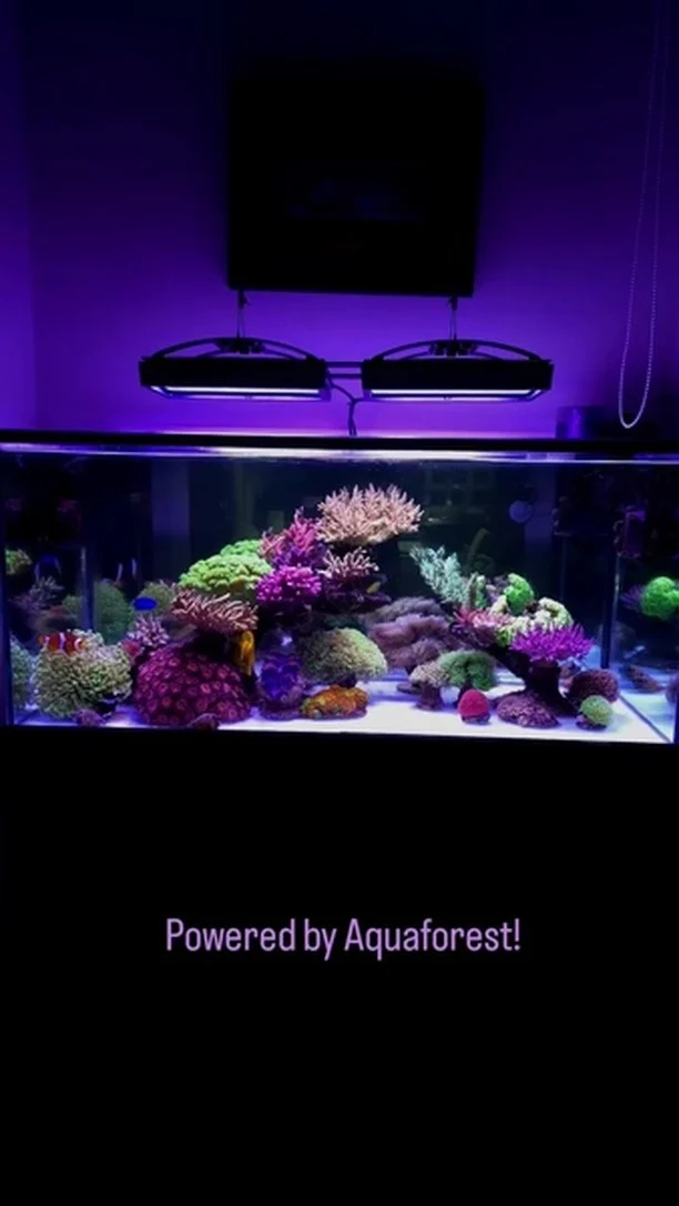 Stunning reef! 😍💜

🎥: @marco.reef

#poweredbyaquaforest #aquaforest #corals #reeflife #reeftank #reefer #saltwateraquarium #marineaquarium #coralreef #coralporn #reefaddict #reefcommunity #saltwatertank #aquariumhobby #reefaquarium #reefkeeping