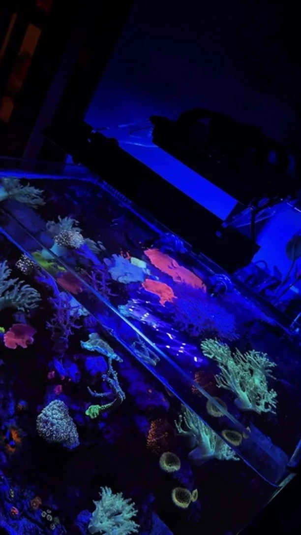 Gorgeous tank! 💜
🎥: @somdtanks
#poweredbyaquaforest #aquaforest #corals #reeflife #reeftank #reefer #saltwateraquarium #marineaquarium #coralreef #coralporn #reefaddict #reefcommunity #saltwatertank #aquariumhobby #reefaquarium #reefkeeping