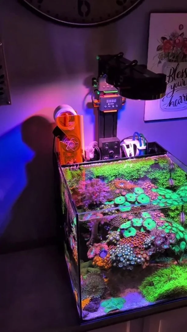 Stunning reef! 💜
🎥: @mk_reefs
#poweredbyaquaforest #aquaforest #corals #reeflife #reeftank #reefer #saltwateraquarium #marineaquarium #coralreef #coralporn #reefaddict #reefcommunity #saltwatertank #aquariumhobby #reefaquarium #reefkeeping