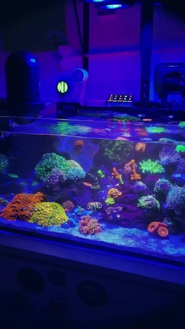 This reef keeps getting more stunning with each day! 💜
🎥: @richmans_reef
#poweredbyaquaforest #aquaforest #corals #reeflife #reeftank #reefer #saltwateraquarium #marineaquarium #coralreef #coralporn #reefaddict #reefcommunity #saltwatertank #aquariumhobby #reefaquarium #reefkeeping