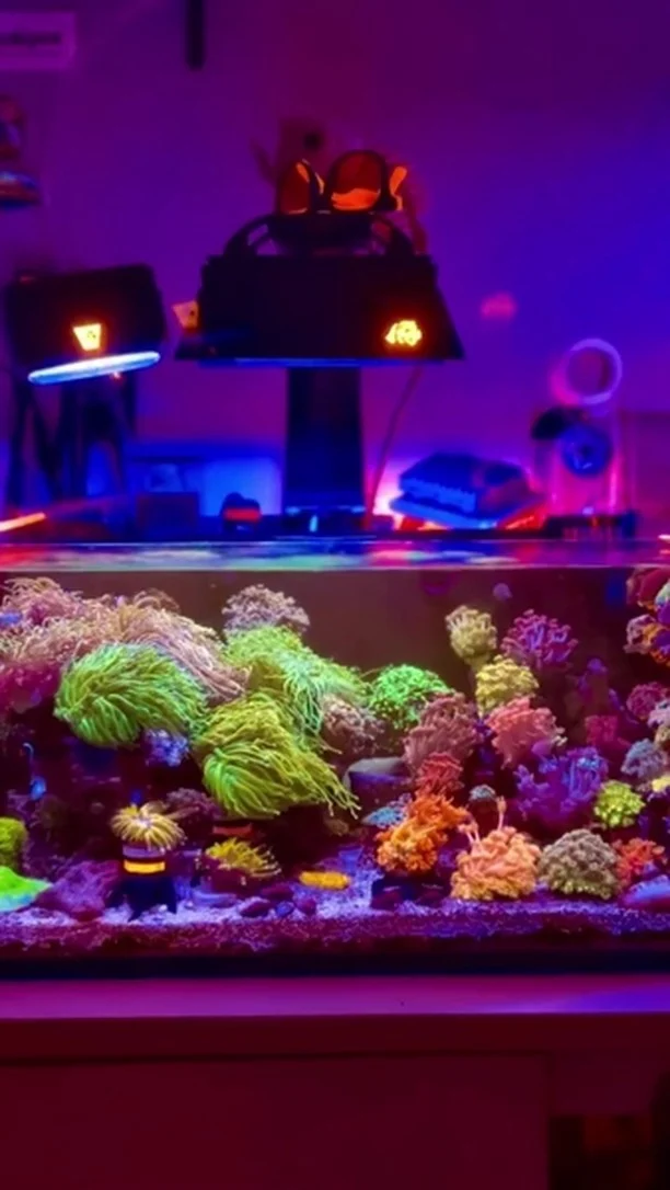Wonderful corals! 💜
🎥: @reef_operator
#poweredbyaquaforest #aquaforest #corals #reeflife #reeftank #reefer #saltwateraquarium #marineaquarium #coralreef #coralporn #reefaddict #reefcommunity #saltwatertank #aquariumhobby #reefaquarium #reefkeeping