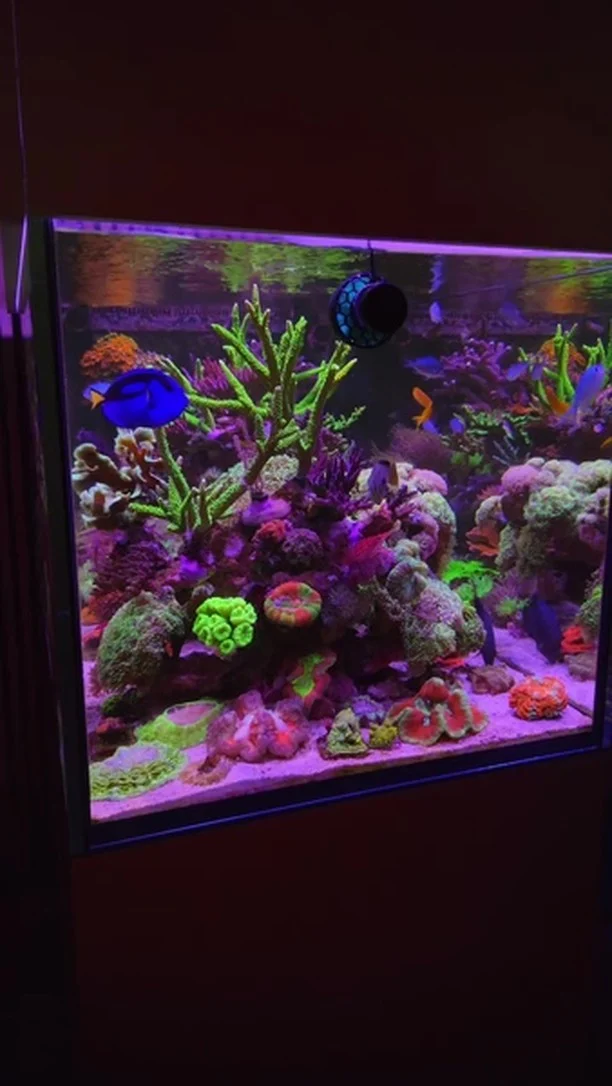 Fabulous reef! 💜
🎥: @reef_box_madness
#poweredbyaquaforest #aquaforest #corals #reeflife #reeftank #reefer #saltwateraquarium #marineaquarium #coralreef #coralporn #reefaddict #reefcommunity #saltwatertank #aquariumhobby #reefaquarium #reefkeeping