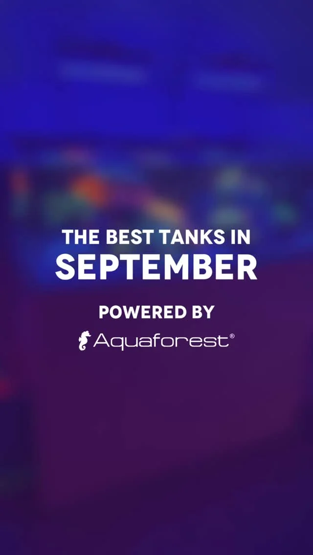 Tank of the Month – Help us pick the best! 🏆
We’ve selected four incredible tanks from September. Now it’s your turn to help us pick the best one!
Head to the poll under this reel and pick the tank you like the most. 💜
🤔 How does the contest work?
-Each month, we choose four tanks that stand out the most. ✨
-The community votes, and the tank with the most votes will be crowned „Tank of the Month.”
-At the end of the year, all 12 monthly winners will compete for the title of „Tank of the Year 2025.”
🎁 Monthly Prize:
- Power Elixir 1L
- Liquid Foods Pack
- Plankton elixir
- Liquid Rotifers
- Polyp-up
- Easy Gloss
🏆 Check the full prize list of „Tank of the Year 2025” in the contest rules. (P.S. one of the prizes includes a year’s supply of salt!)
Want your tank to have a chance to be featured in the next month’s selection?
✅ Post a reel of your Aquaforest-powered tank
✅ Add the hashtag #aftankofthemonth and #poweredbyaquaforest
✅ Comment „Joining!” under this post.
🗓️ Voting time for the September contest: October 22nd to October 31st.
Votes are counted from both Instagram and Facebook. We’ll announce the winner on November 1st in our stories.
The winners of Tank of the Month have a chance to win the main prizes in the Tank of the Year 2025 contest! 🏆
Which tank will win this month? Cast your vote below! 💜
📋 Contest Rules in our BIO.