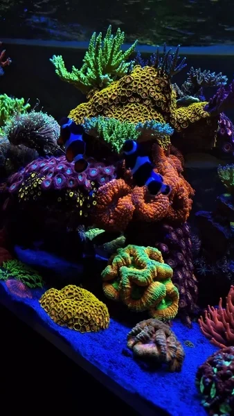 Incredible view! 🤩
🎥: @rodrigocuerba
#poweredbyaquaforest #aquaforest #corals #reeflife #reeftank #reefer #saltwateraquarium #marineaquarium #coralreef #coralporn #reefaddict #reefcommunity #saltwatertank #aquariumhobby #reefaquarium #reefkeeping