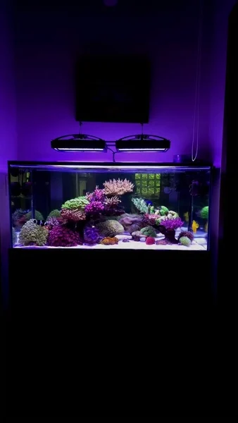 Just beautiful! 💜
🎥: @marco.reef
#poweredbyaquaforest #aquaforest #corals #reeflife #reeftank #reefer #saltwateraquarium #marineaquarium #coralreef #coralporn #reefaddict #reefcommunity #saltwatertank #aquariumhobby #reefaquarium #reefkeeping