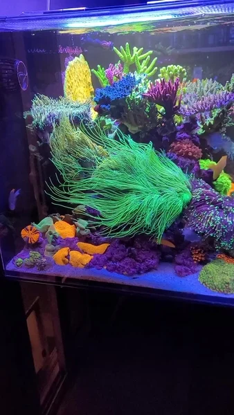 Awesome torches in the AF OceanGuard 435 tank 💜
🎥: @cc_reefkpr
#poweredbyaquaforest #aquaforest #corals #reeflife #reeftank #reefer #saltwateraquarium #marineaquarium #coralreef #coralporn #reefaddict #reefcommunity #saltwatertank #aquariumhobby #reefaquarium #reefkeeping #reefbuilders