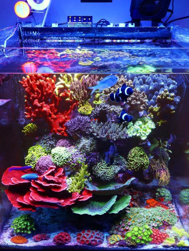 Stunning reef powered by Aquaforest 💜
📸: @arie_idaho_reef
#poweredbyaquaforest #aquaforest #corals #reeflife #reeftank #reefer #saltwateraquarium #marineaquarium #coralreef #coralporn #reefaddict #reefcommunity #saltwatertank #aquariumhobby #reefaquarium #reefkeeping