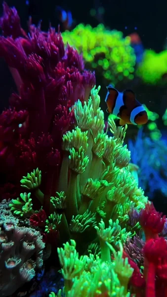 Beautiful view! 😍💜🎥: @operationreeftherapy#poweredbyaquaforest #aquaforest #corals #reeflife #reeftank #reefer #saltwateraquarium #marineaquarium #coralreef #coralporn #reefaddict #reefcommunity #saltwatertank #aquariumhobby #reefaquarium #reefkeeping