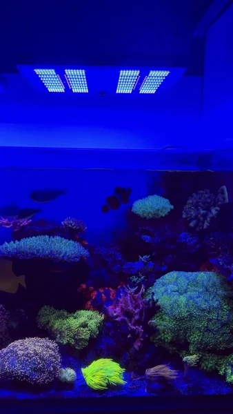 Beautiful reef powered by Aquaforest 💜🎥: @peppe_reef#poweredbyaquaforest #aquaforest #corals #reeflife #reeftank #reefer #saltwateraquarium #marineaquarium #coralreef #coralporn #reefaddict #reefcommunity #saltwatertank #aquariumhobby #reefaquarium #reefkeeping