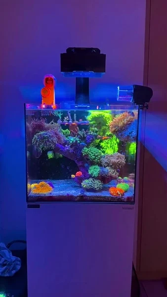 Gorgeous nano tank! 💜🎥: @__barelyhuman__#poweredbyaquaforest #aquaforest #corals #reeflife #reeftank #reefer #saltwateraquarium #marineaquarium #coralreef #coralporn #reefaddict #reefcommunity #saltwatertank #aquariumhobby #reefaquarium #reefkeeping #reefbuilders
