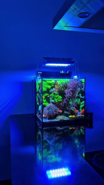 Wonderful tank! 💜🎥: @reefluo#poweredbyaquaforest #aquaforest #corals #reeflife #reeftank #reefer #saltwateraquarium #marineaquarium #coralreef #coralporn #reefaddict #reefcommunity #saltwatertank #aquariumhobby #reefaquarium #reefkeeping