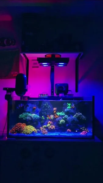 Underwater beauty, thriving with each day 💜🎥: @richmans_reef#poweredbyaquaforest #aquaforest #corals #reeflife #reeftank #reefer #saltwateraquarium #marineaquarium #coralreef #coralporn #reefaddict #reefcommunity #saltwatertank #aquariumhobby #reefaquarium #reefkeeping