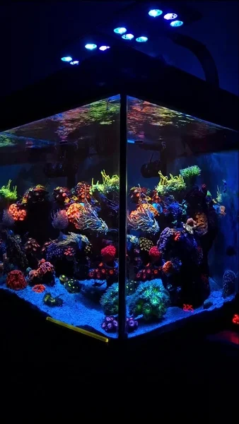 Looks beautiful! 💜🎥: @eduardokoga#poweredbyaquaforest #aquaforest #corals #reeflife #reeftank #reefer #saltwateraquarium #marineaquarium #coralreef #coralporn #reefaddict #reefcommunity #saltwatertank #aquariumhobby #reefaquarium #reefkeeping