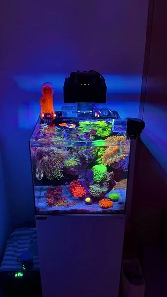 A nano reef that truly wows! 💜

Running on Hybrid Pro Salt, enriched with probiotic bacteria and amino acids, which help reduce nutrient levels while supporting healthy coral growth.

Corals are thriving, fish are healthy, and every detail in this tank shows the care behind it. 🐠✨

🎥: @__barelyhuman__

#poweredbyaquaforest #aquaforest #corals #reeflife #reeftank #reefer #saltwateraquarium #marineaquarium #coralreef #coralporn #reefaddict #reefcommunity #saltwatertank #aquariumhobby #reefaquarium #reefkeeping #reefbuilders