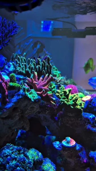 A reef full of life! 💜🌈

Corals are thriving and showing off their vibrant hues in this beautifully evolving tank.

Daily care with Components Pro, supplementation of AF ABEV, supporting beneficial bacteria with AF Life Source, and keeping water perfect with Hybrid Pro Salt ensures everything stays balanced and healthy.

This tank is proof that the right support creates endless underwater magic! ✨

🎥: @irishshrimpguy

#poweredbyaquaforest #aquaforest #corals #reeflife #reeftank #reefer #saltwateraquarium #marineaquarium #coralreef #coralporn #reefaddict #reefcommunity #saltwatertank #aquariumhobby #reefaquarium #reefkeeping #reefbuilders