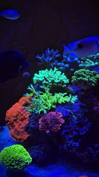 This reef keeps getting more stunning every day! 💜

Corals are thriving, turning this tank into a vibrant, ever-evolving underwater world. 🌊
With Aquaforest Reef Salt keeping conditions stable and regular checks with our TestPro kits ensuring everything stays balanced, this reef shows what consistent care can achieve.

🎥: @reefscape29

#poweredbyaquaforest #aquaforest #corals #reeflife #reeftank #reefer #saltwateraquarium #marineaquarium #coralreef #coralporn #reefaddict #reefcommunity #saltwatertank #aquariumhobby #reefaquarium #reefkeeping #reefbuilders