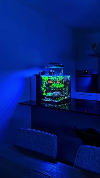 Just look at this nano reef! 💜

🌈 Tiny tank, massive colors. With Hybrid Pro Salt, every coral thrives with rich, vibrant hues and healthy growth. Components Pro supplies all the essential micro- and macro-elements, keeping pH stable and maintaining perfect ionic balance.

🎥: @reefluo

#poweredbyaquaforest #aquaforest #corals #reeflife #reeftank #reefer #saltwateraquarium #marineaquarium #coralreef #coralporn #reefaddict #reefcommunity #saltwatertank #aquariumhobby #reefaquarium #reefkeeping